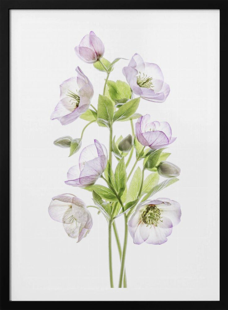 Hellebore | Poster