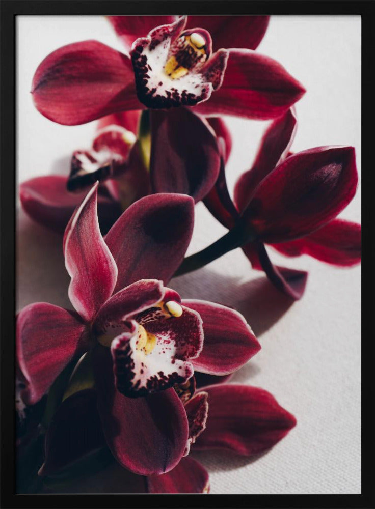 Red Orchids with Delicate Petals | Poster