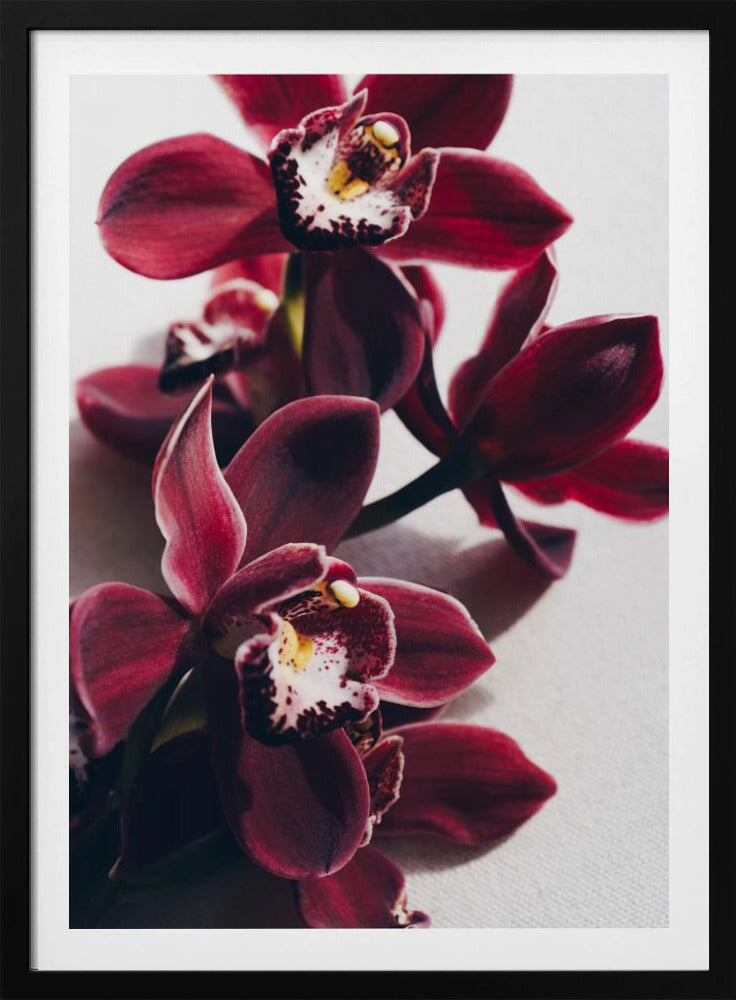 Red Orchids with Delicate Petals | Poster