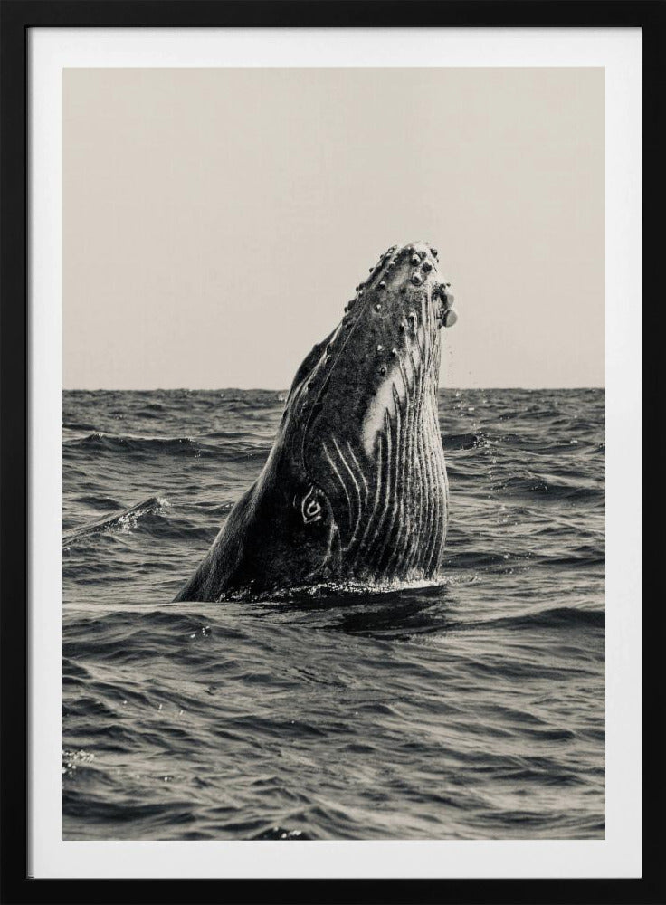 Secret of Whale | Poster