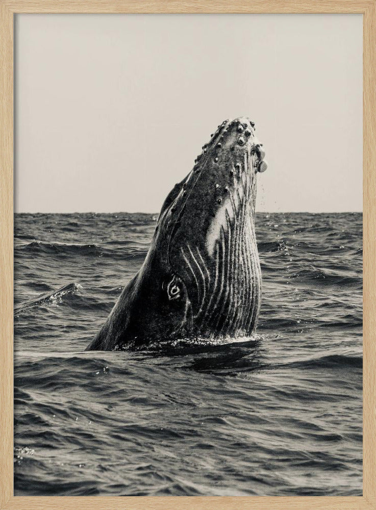Secret of Whale | Poster