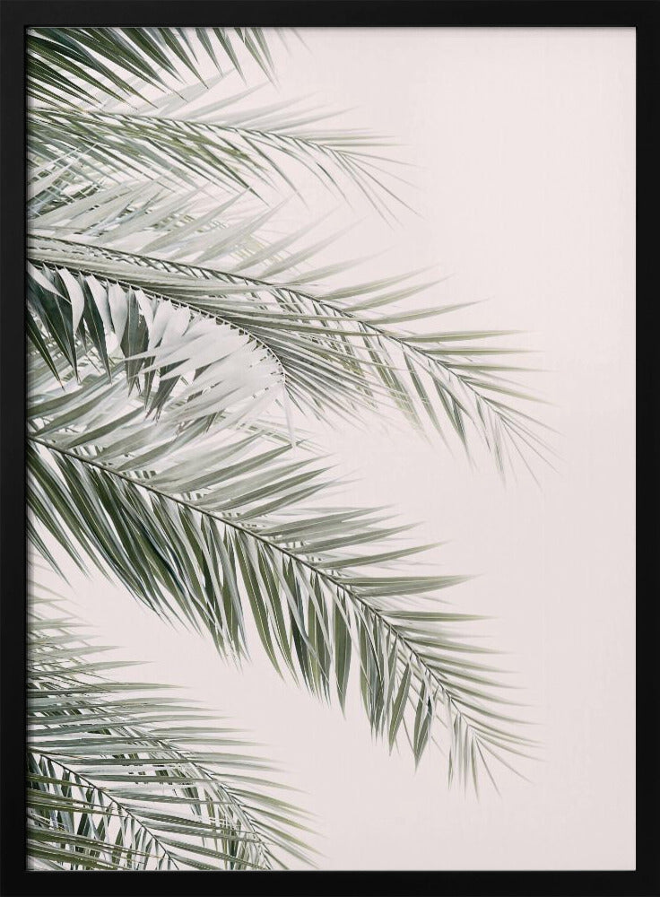Blush Palm Leaves | Poster