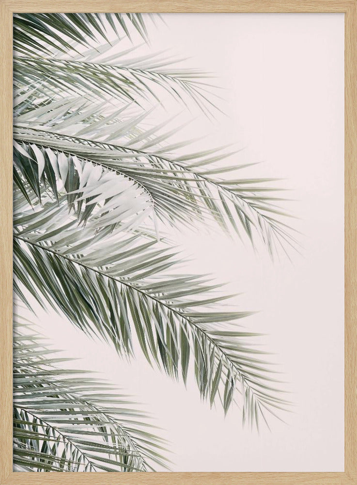 Blush Palm Leaves | Poster