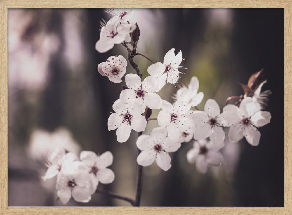 Blossoms | Poster