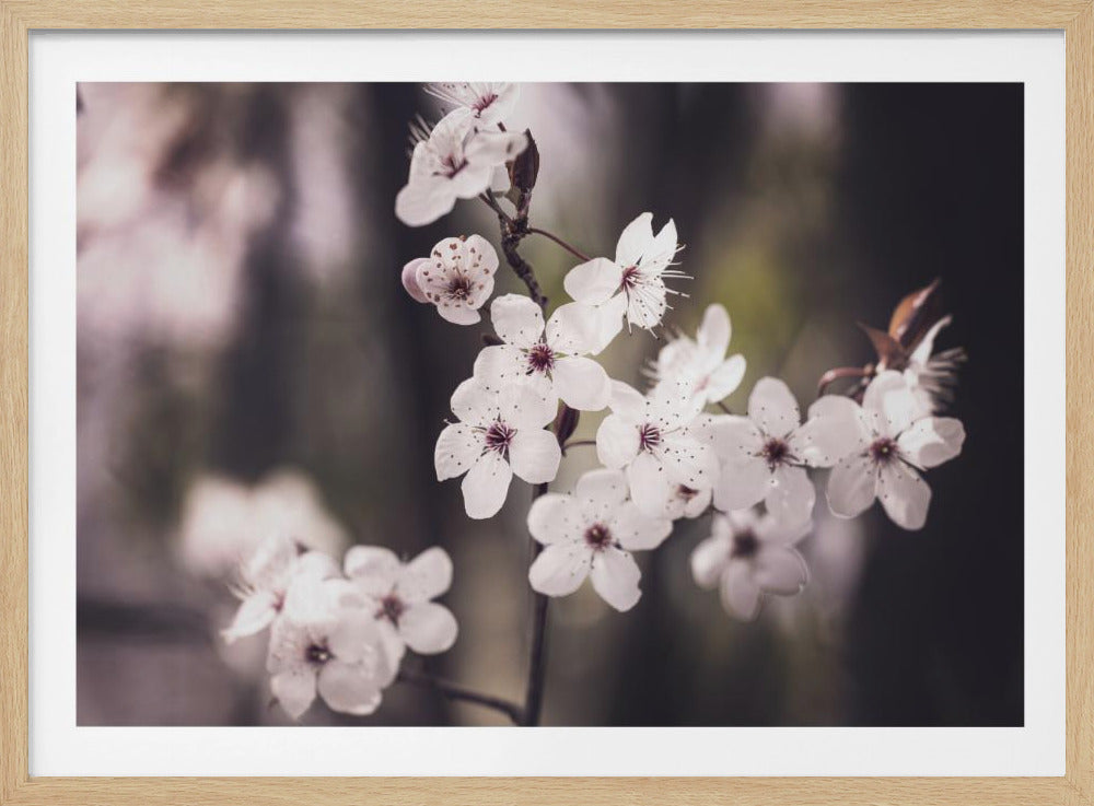 Blossoms | Poster