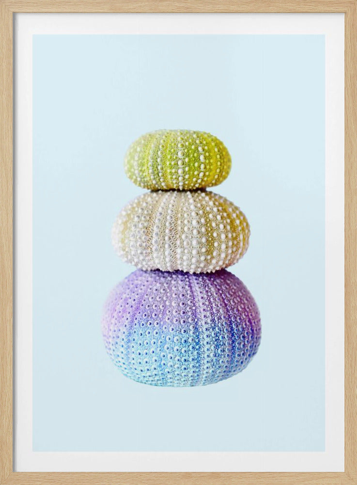 Sea Urchins | Poster