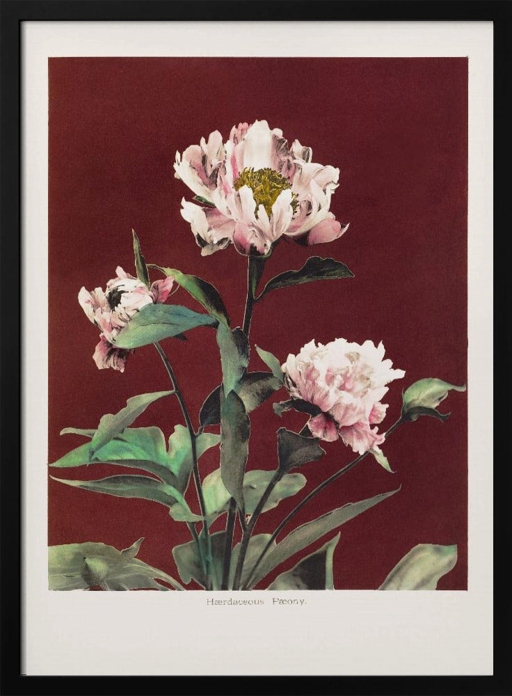 Hærdaceous Peony no2 | Poster