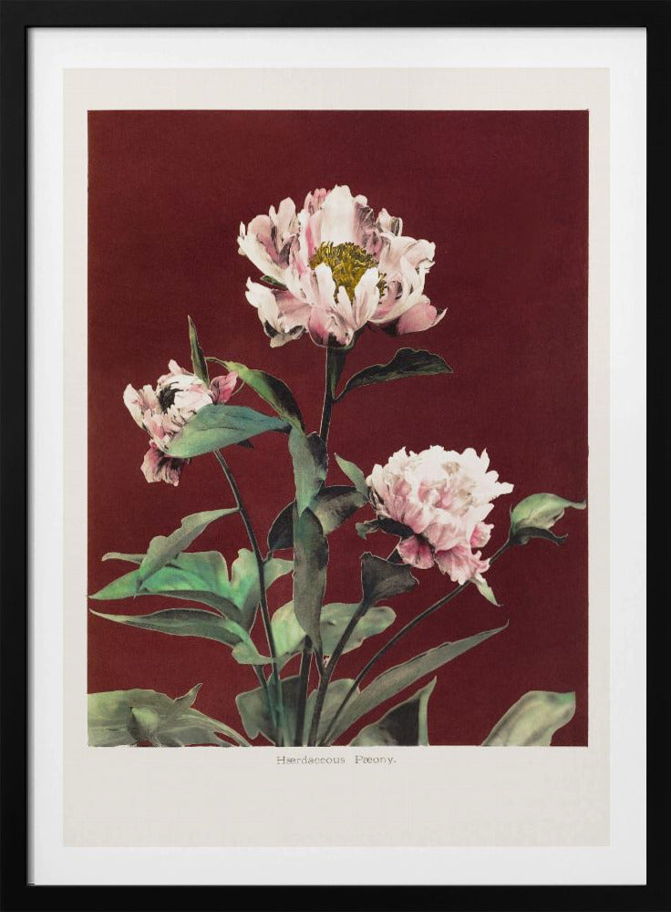 Hærdaceous Peony no2 | Poster