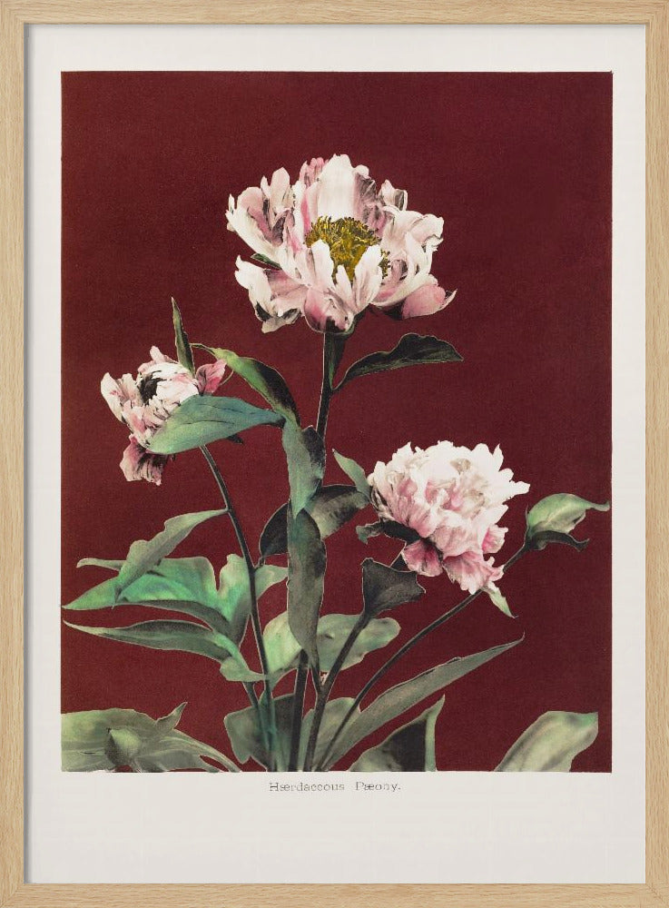 Hærdaceous Peony no2 | Poster