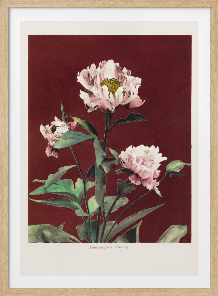 Hærdaceous Peony no2 | Poster