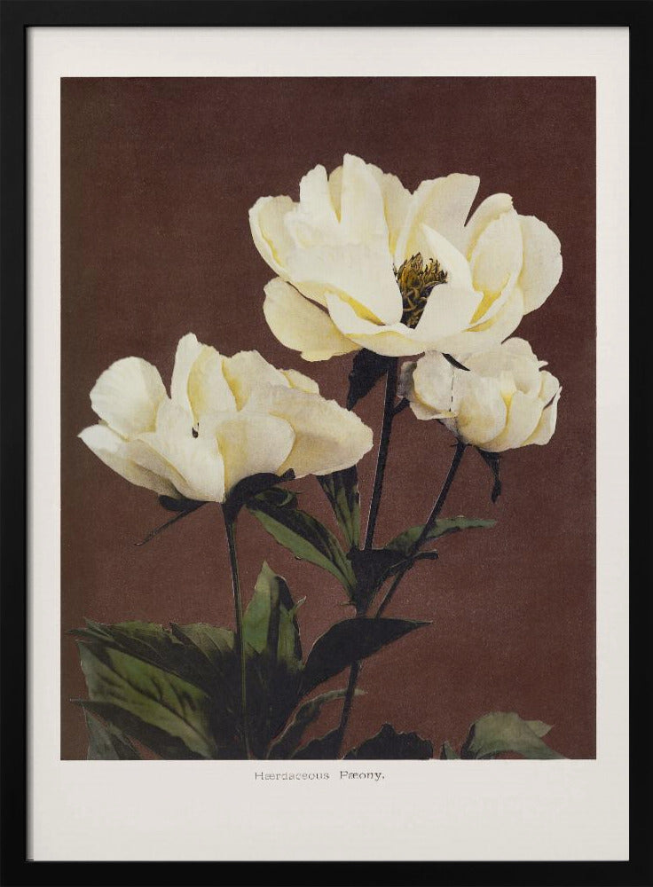 Hærdaceous Peony | Poster