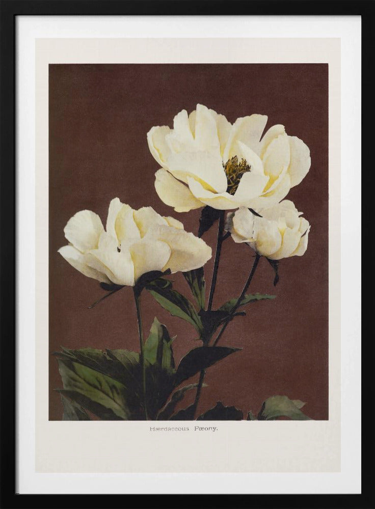 Hærdaceous Peony | Poster