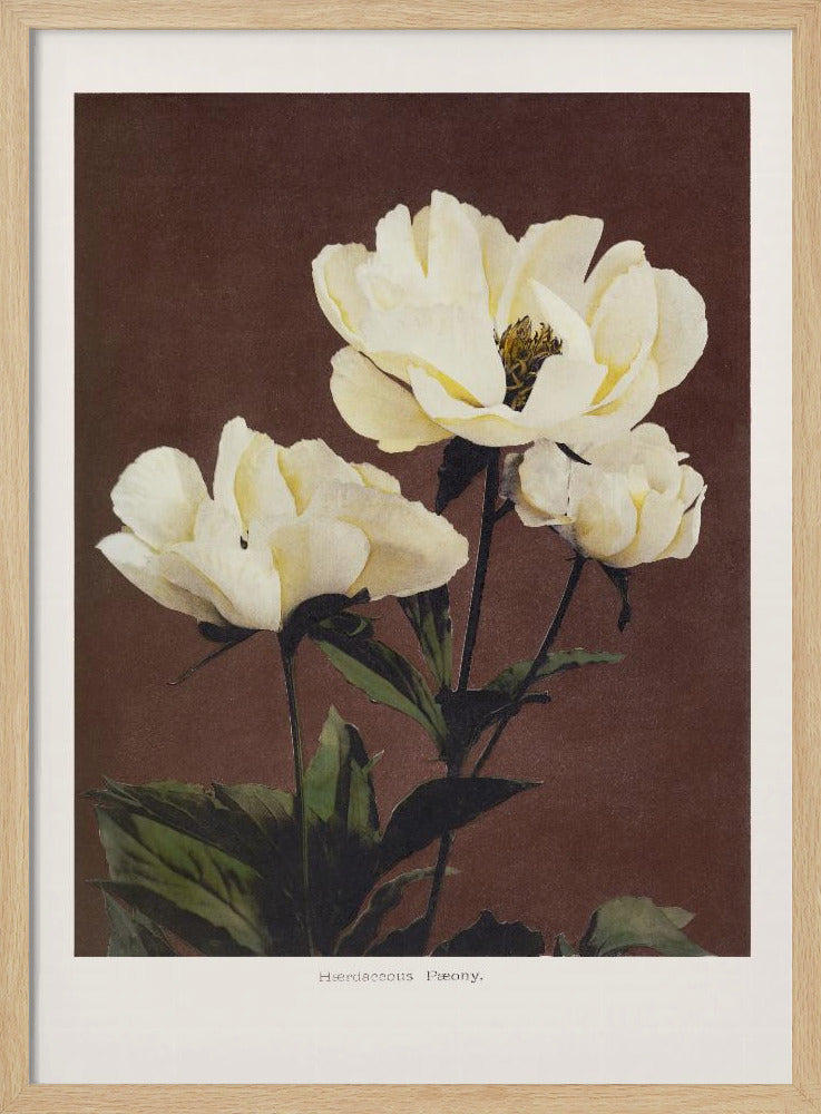 Hærdaceous Peony | Poster