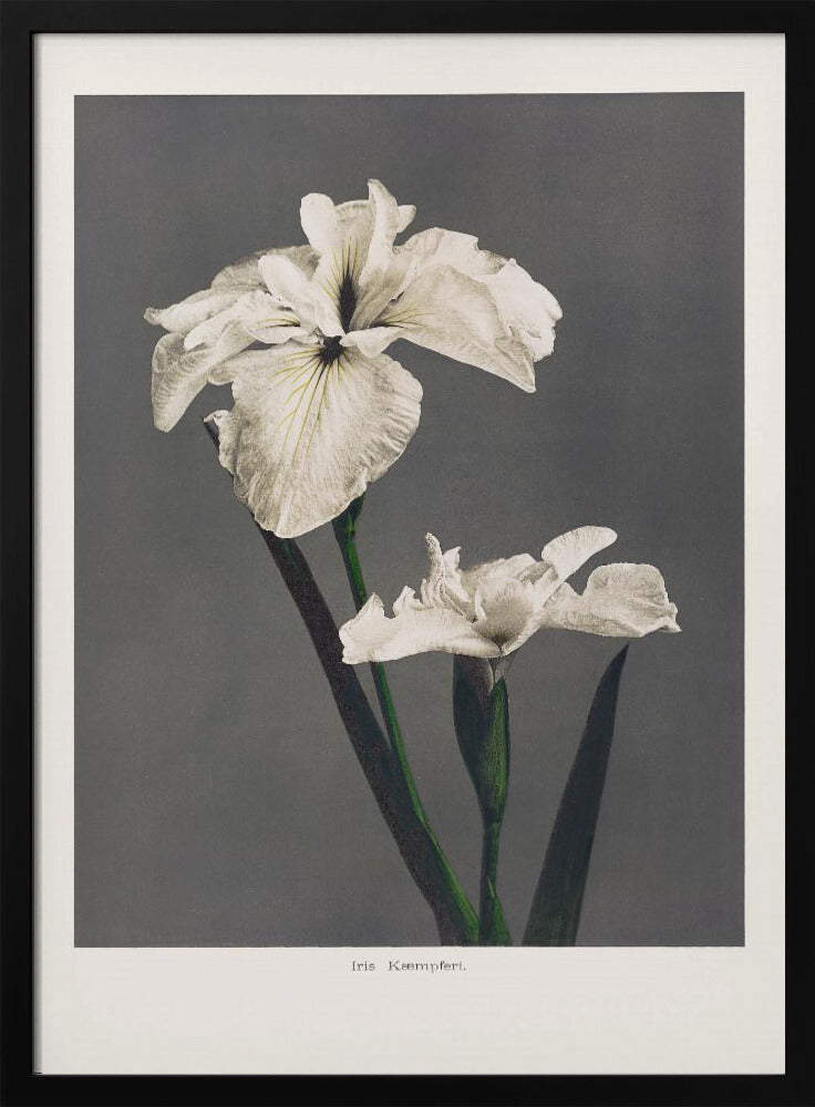 Iris Kæmpferi | Poster