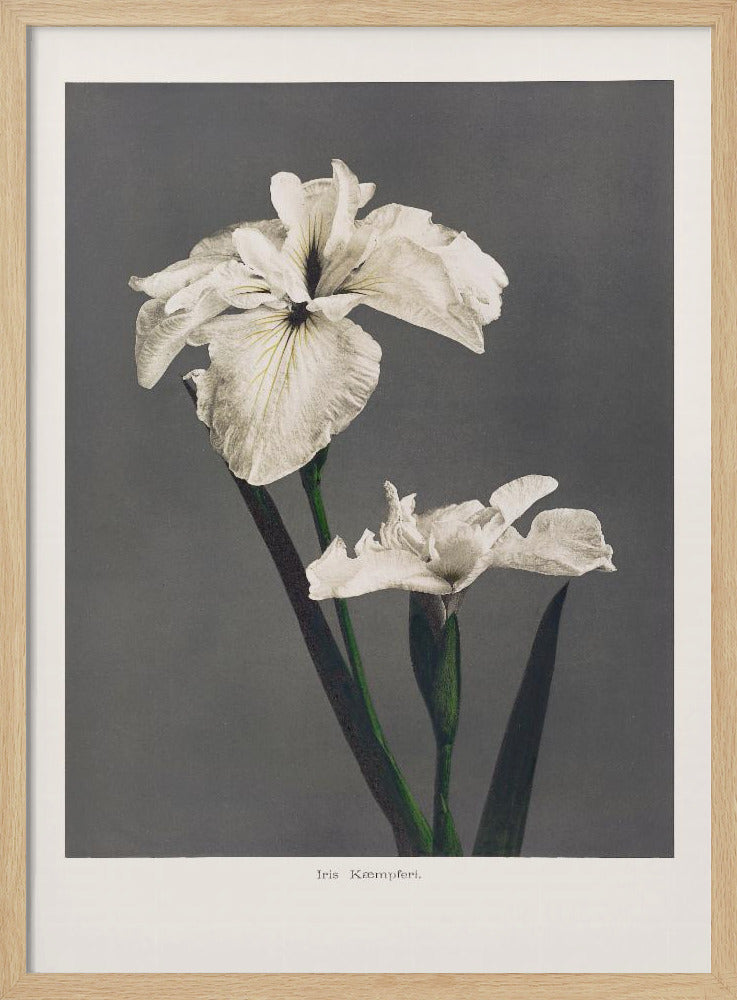 Iris Kæmpferi | Poster