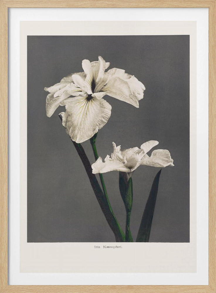 Iris Kæmpferi | Poster