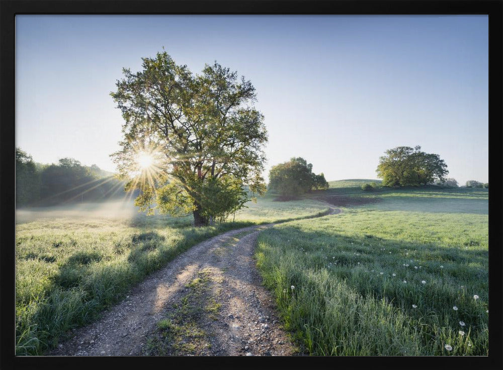 Spring Path | Poster