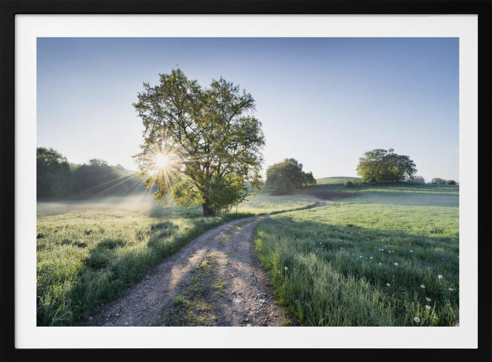 Spring Path | Poster