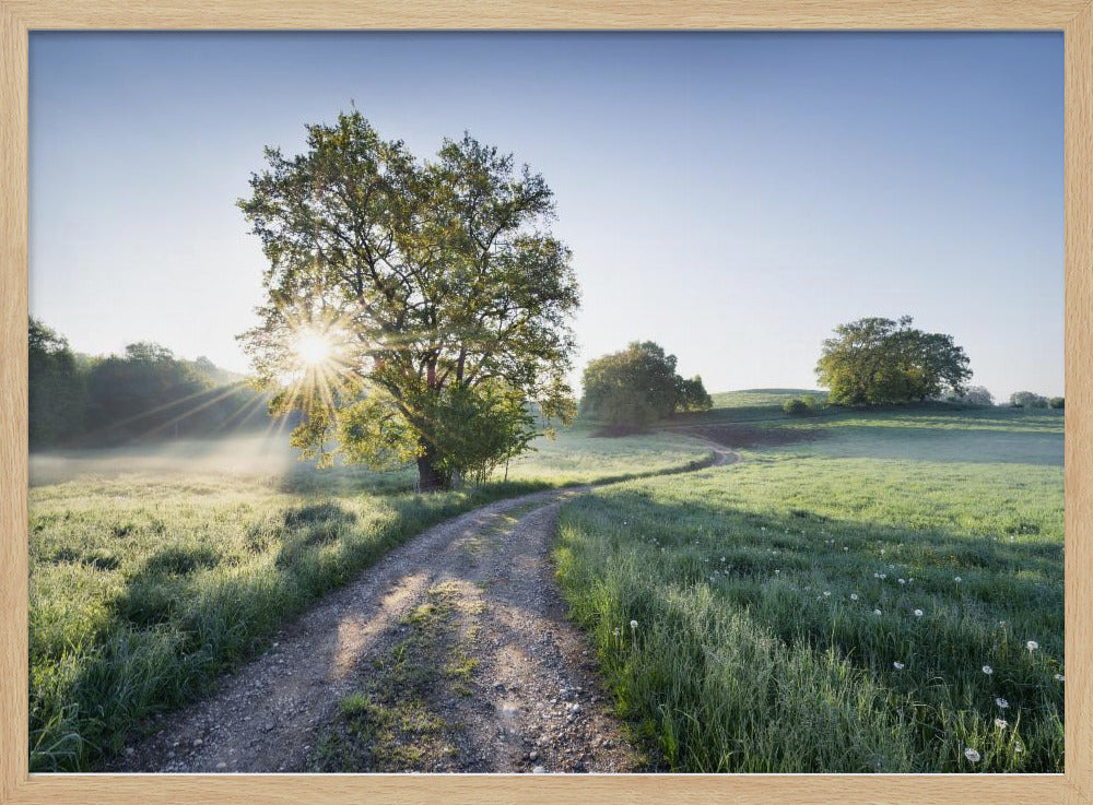 Spring Path | Poster