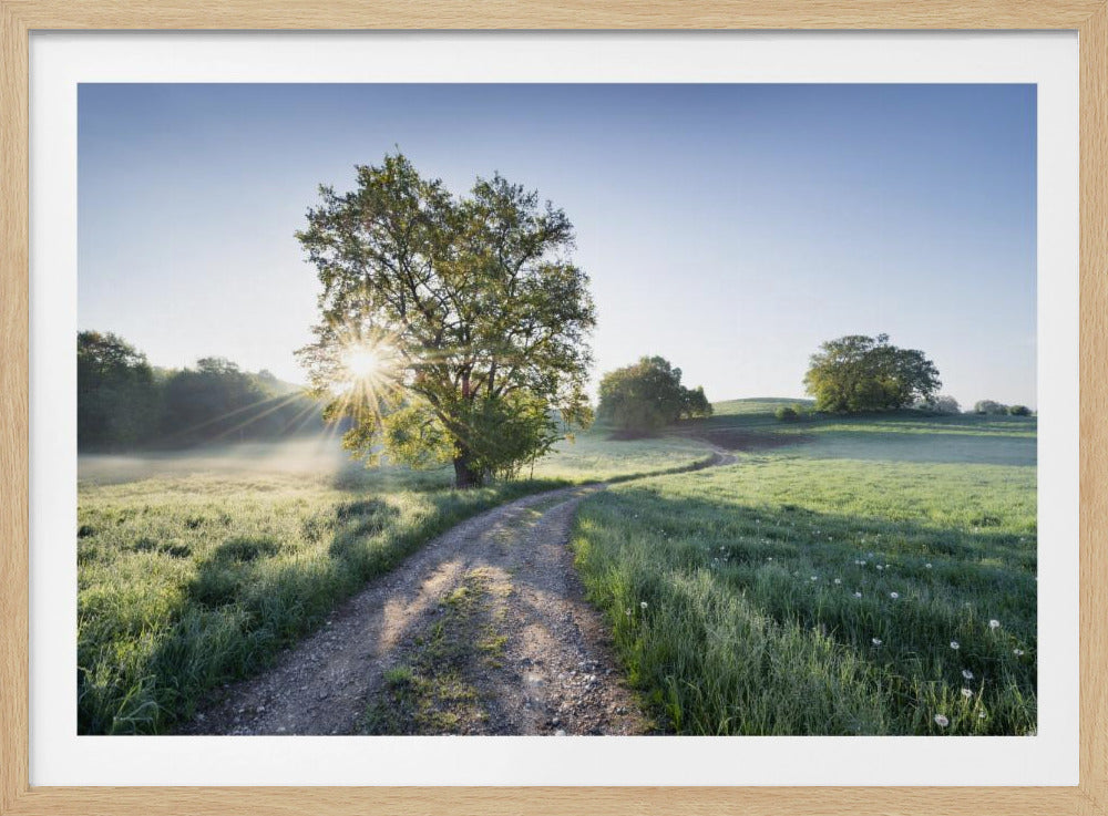 Spring Path | Poster