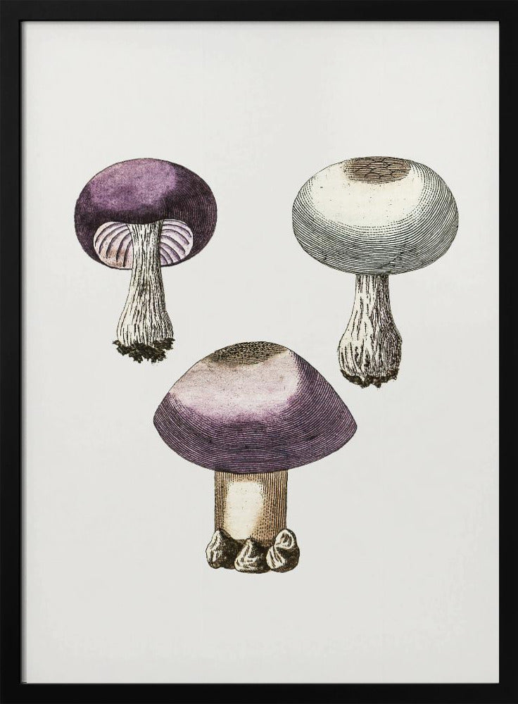 Hand Darwn Violet Webcap Mushroom | Poster