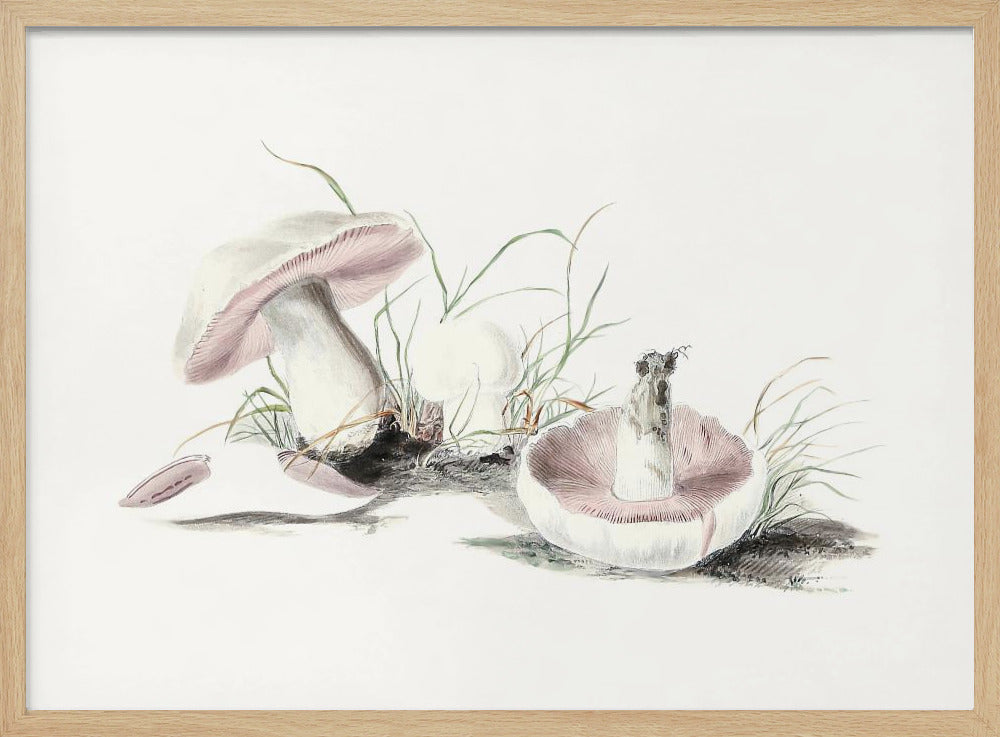 Hand Drawn Field Mushroom | Poster