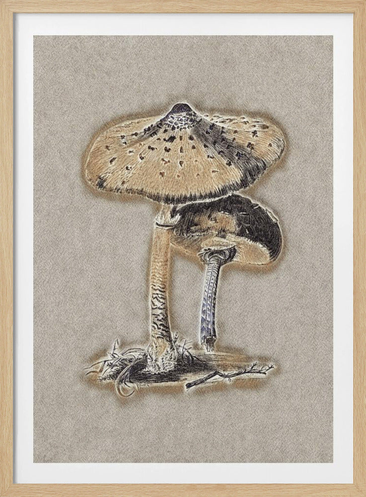Hand Drawn Parasol Mushroom Brown | Poster
