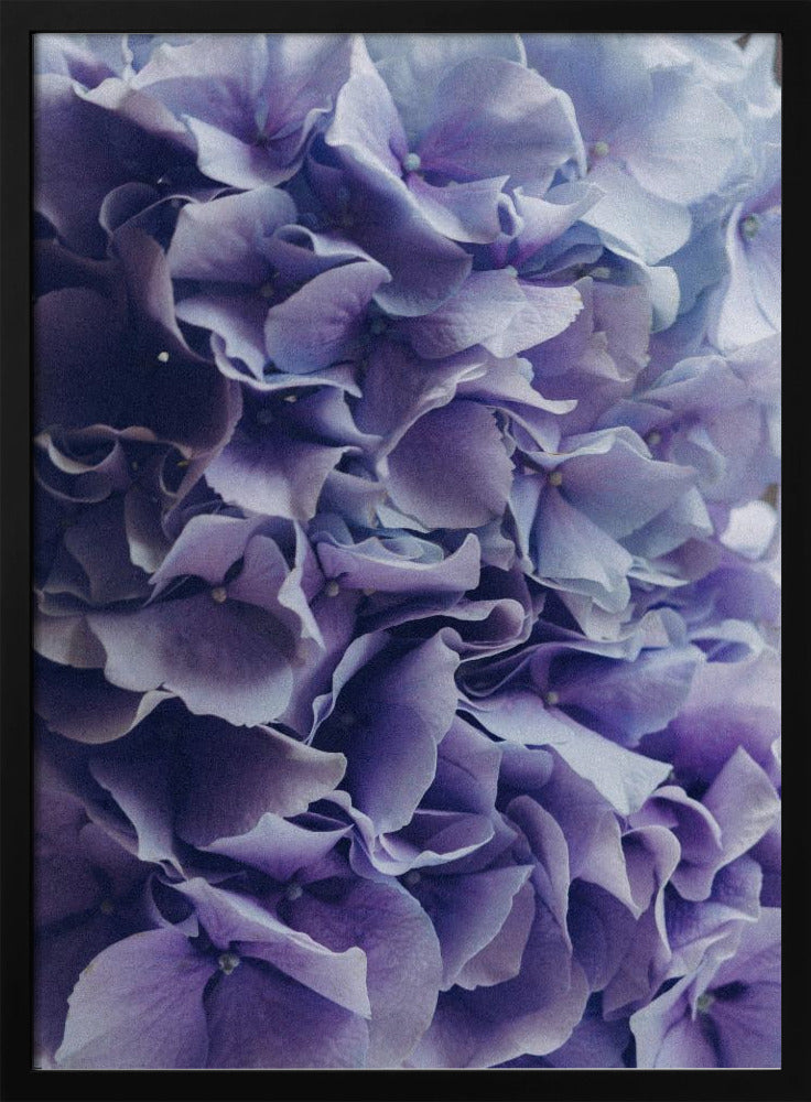 Vibrant Purple Hydrangea Flowers | Poster