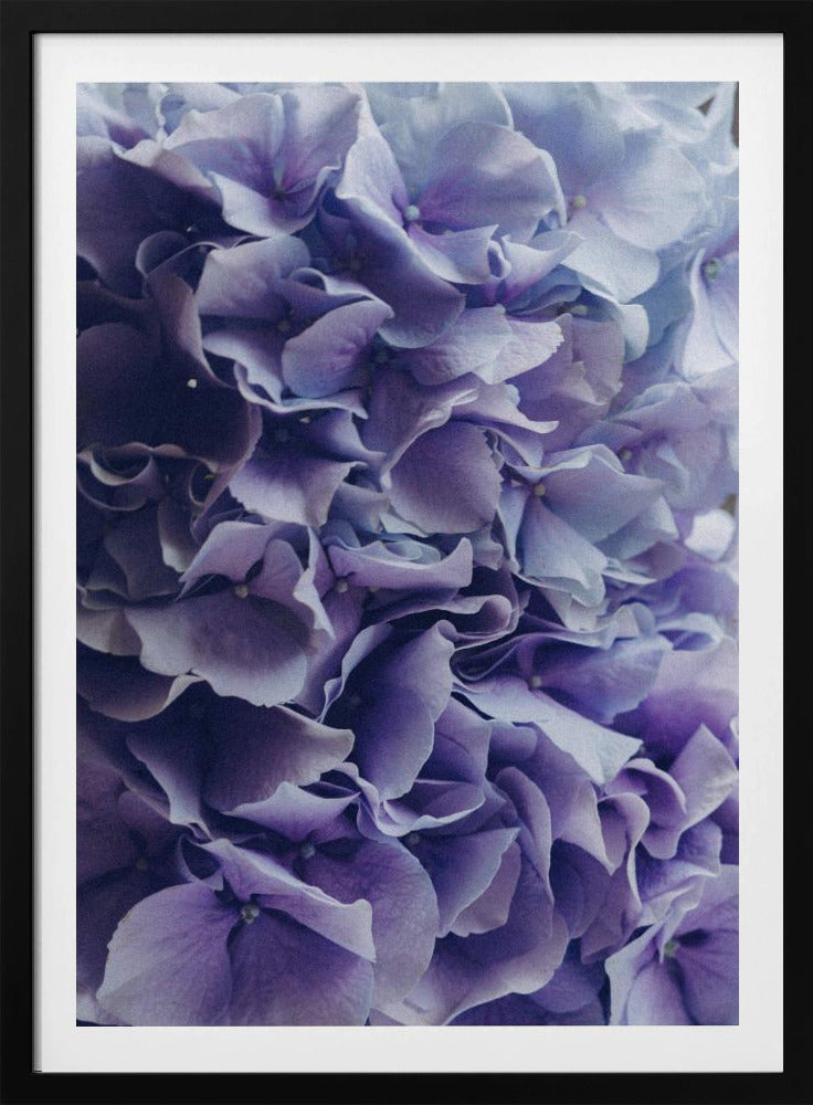 Vibrant Purple Hydrangea Flowers | Poster