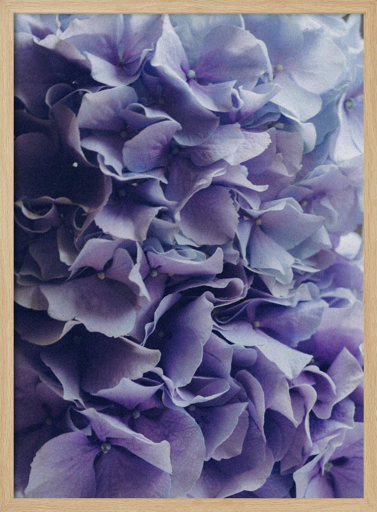 Vibrant Purple Hydrangea Flowers | Poster