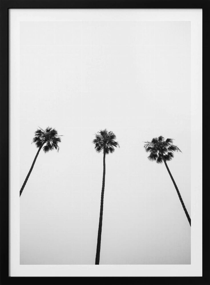 Skyward Palms Trio | Poster