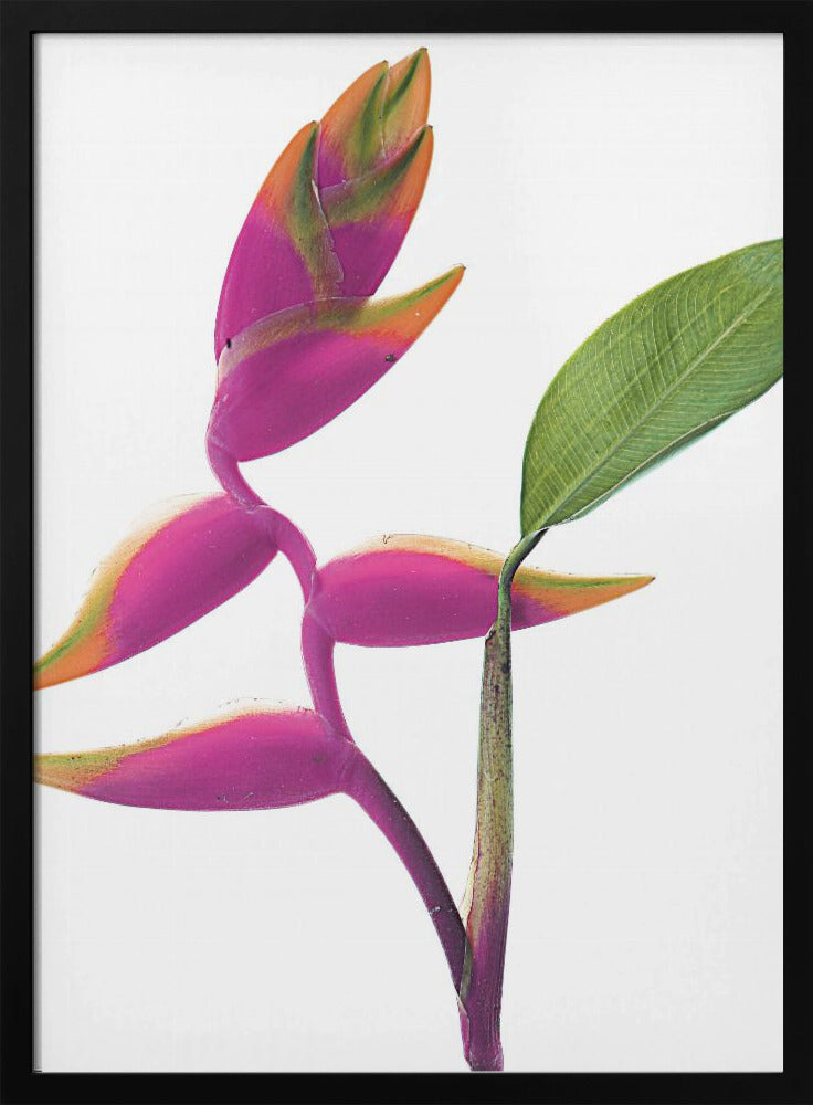 Tropical Elegance | Poster