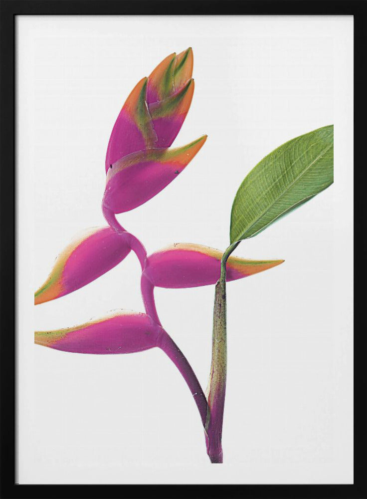 Tropical Elegance | Poster