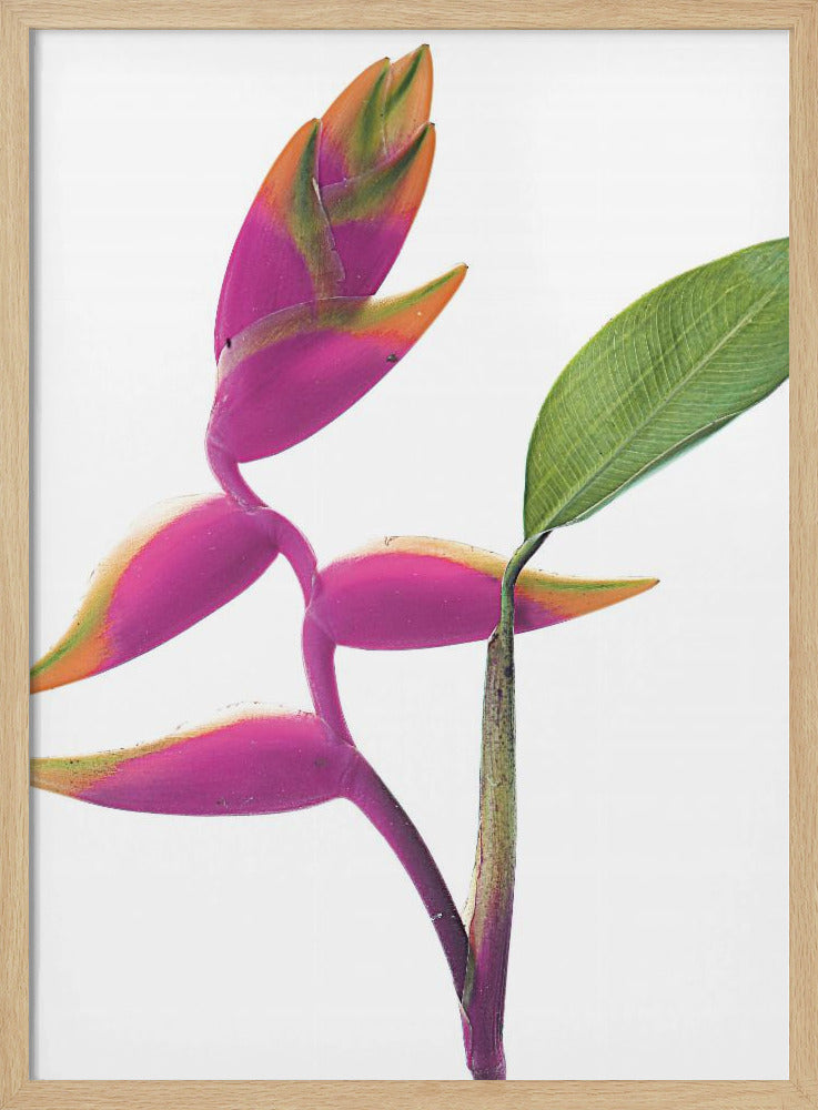Tropical Elegance | Poster