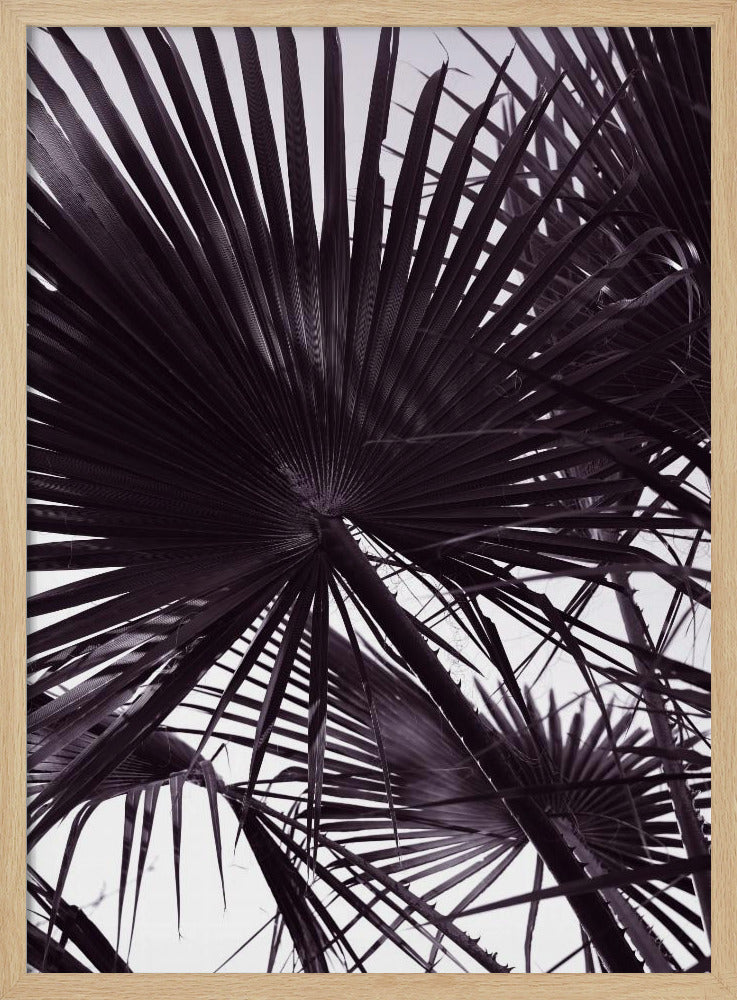 Palm Silhouette | Poster