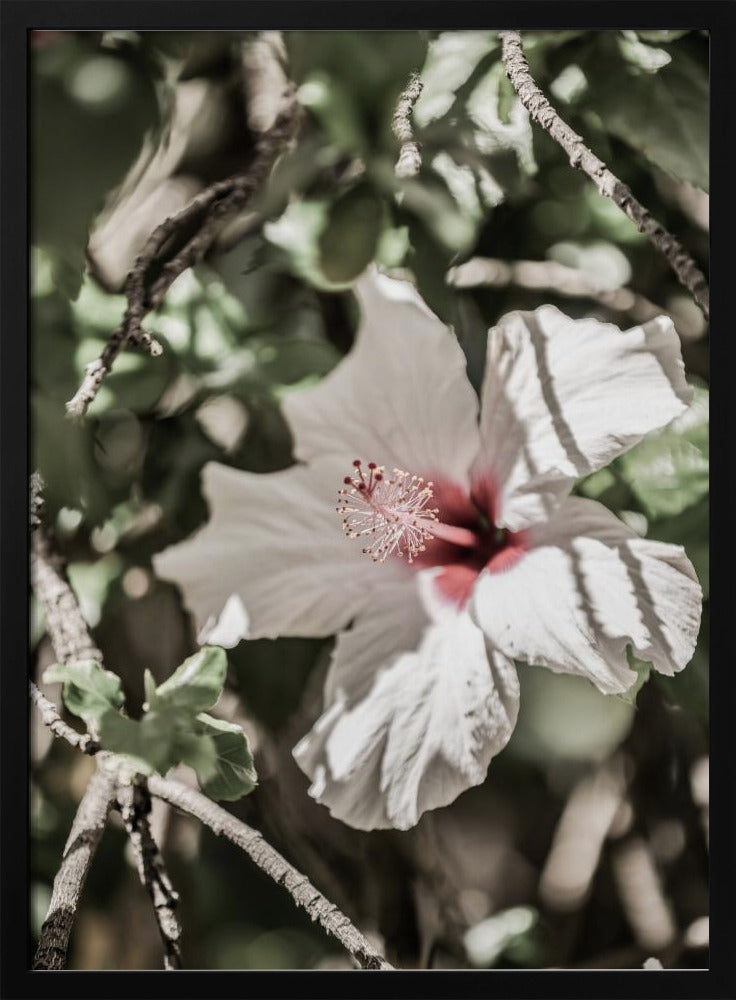 Whispering Blossom | Poster
