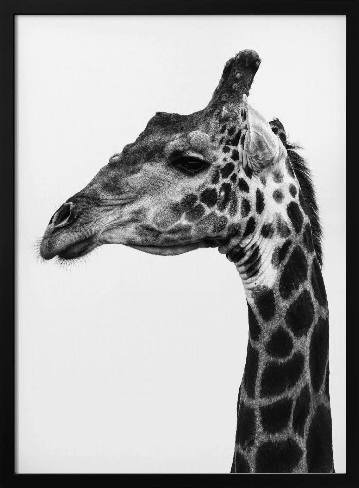 Intricate Patterns Of A Giraffe&#039;s Skin | Poster