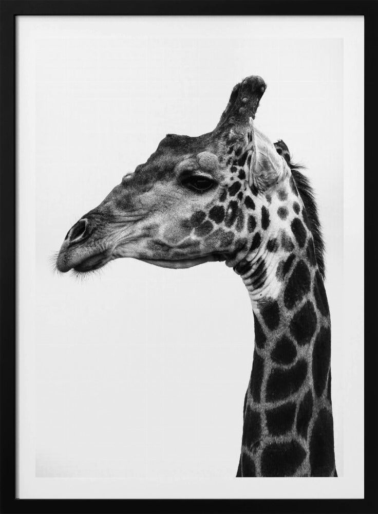 Intricate Patterns Of A Giraffe&#039;s Skin | Poster