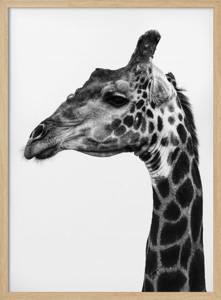 Intricate Patterns Of A Giraffe&#039;s Skin | Poster