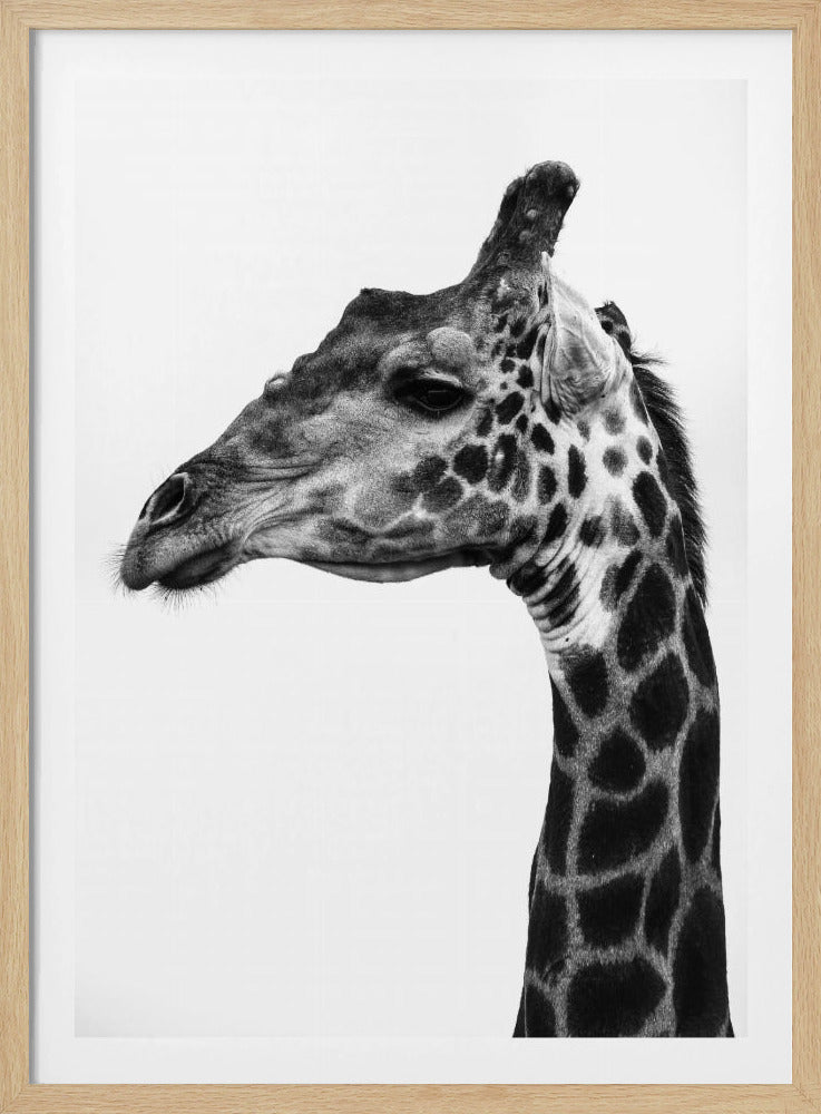 Intricate Patterns Of A Giraffe&#039;s Skin | Poster
