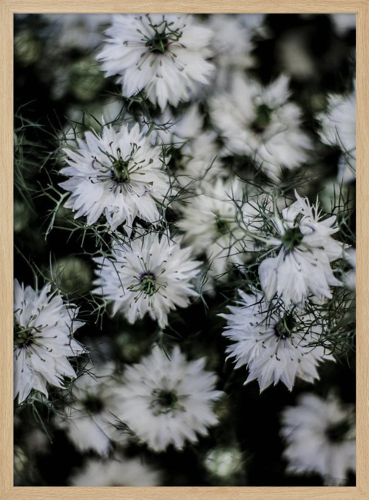 Whispering Blossoms | Poster