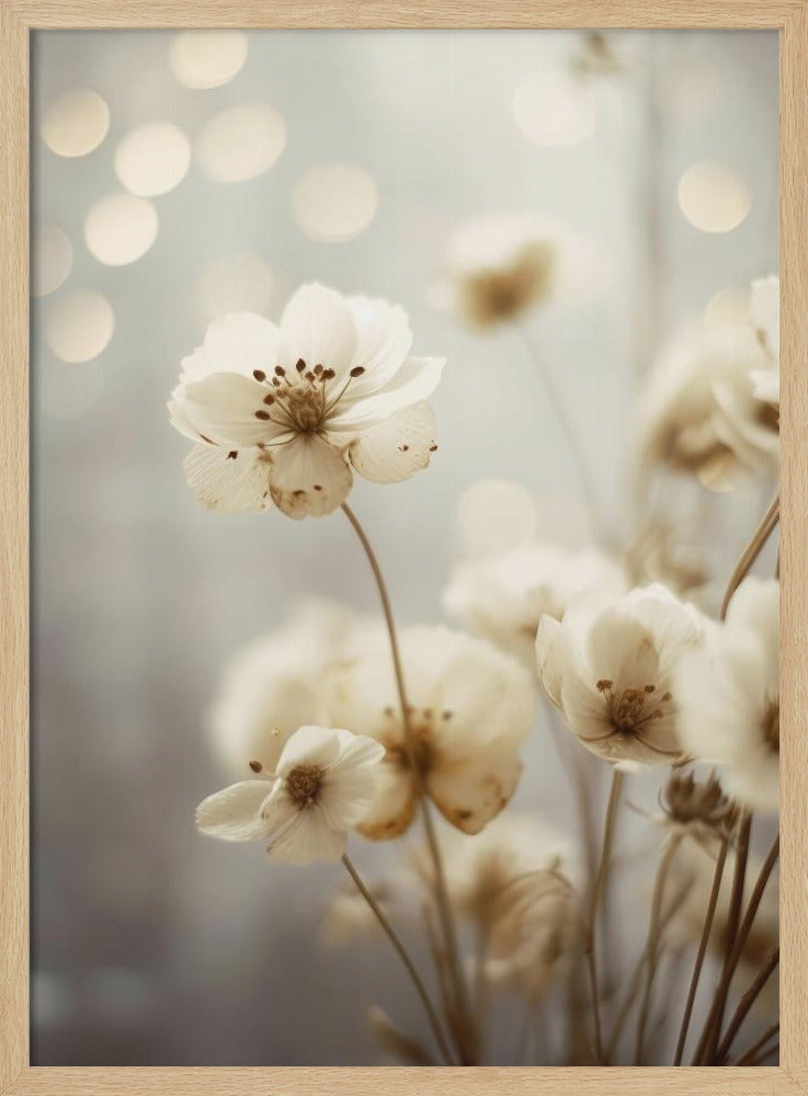 Petals in Soft Light | Poster