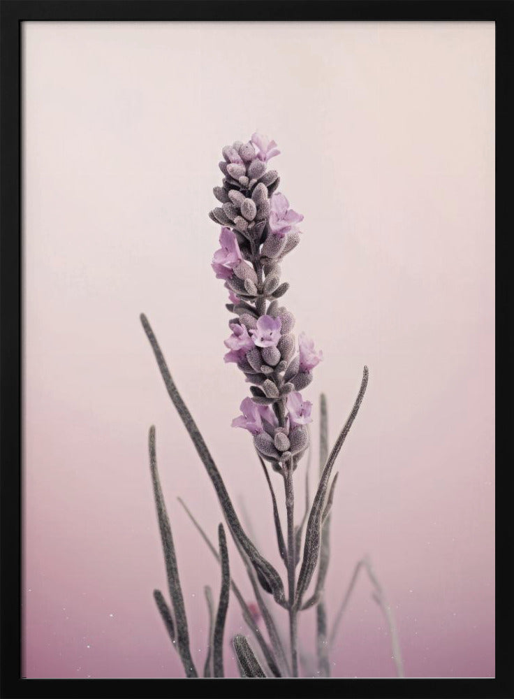 Lavender Dreams | Poster