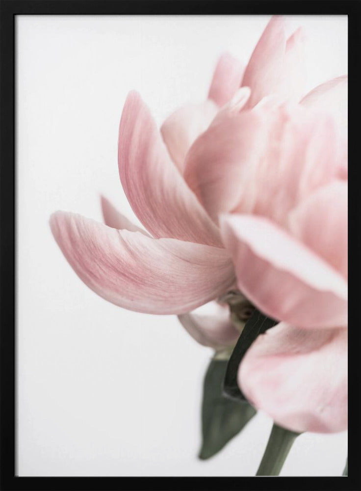 Peony 2 | Poster
