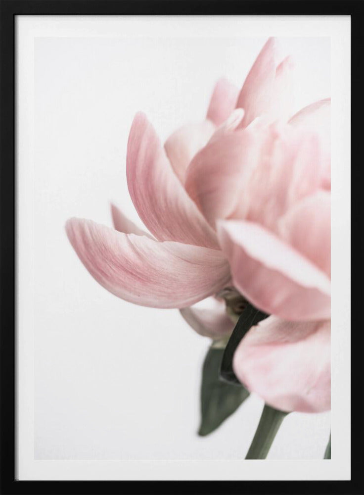 Peony 2 | Poster
