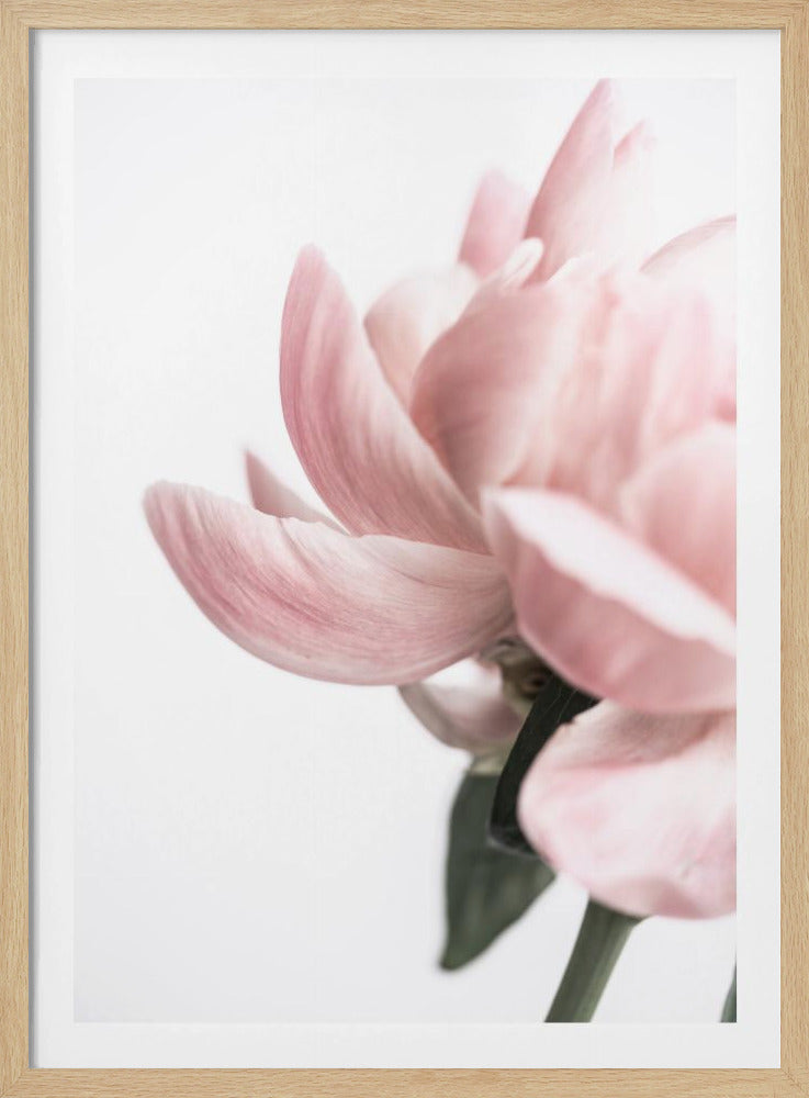 Peony 2 | Poster