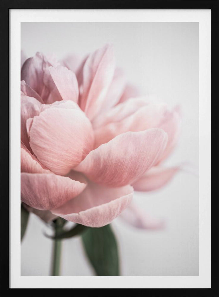 Peony 3 | Poster