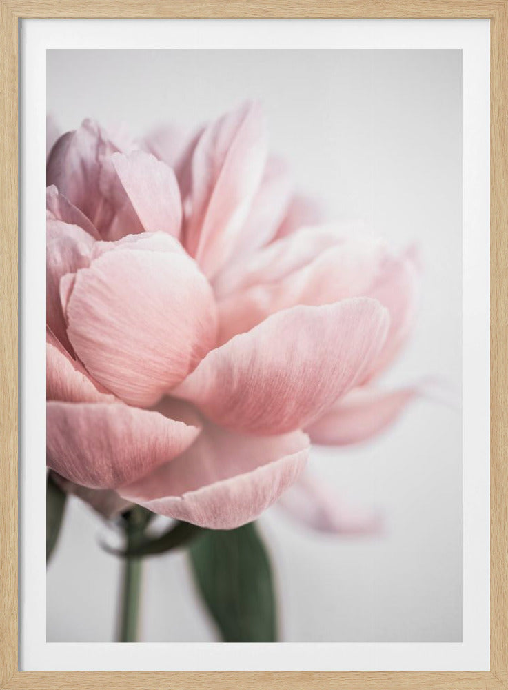 Peony 3 | Poster