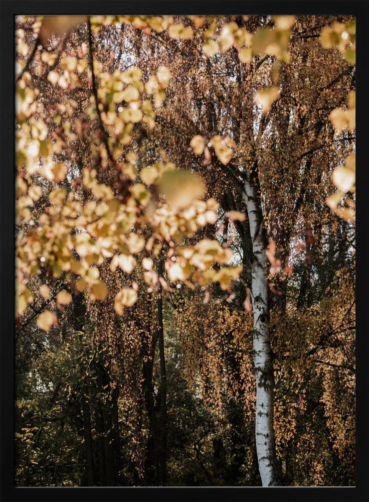 Autumn Birch Tree | Poster