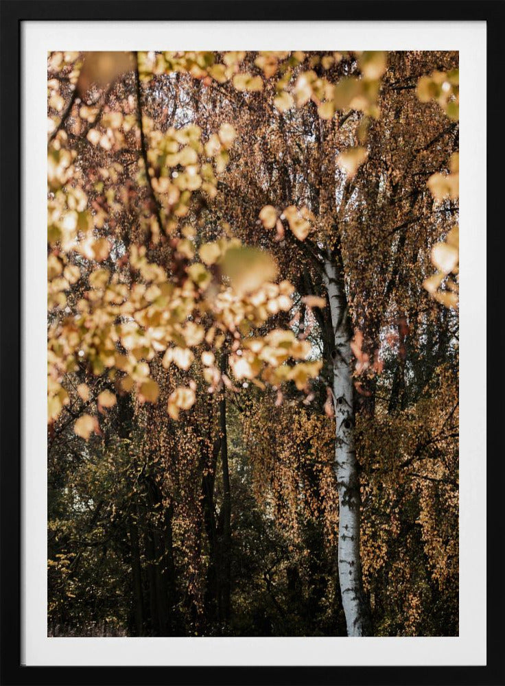 Autumn Birch Tree | Poster